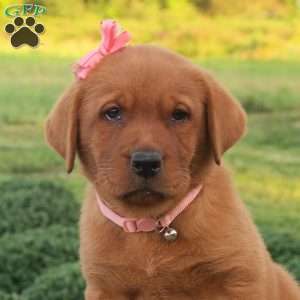 Montana, Fox Red Labrador Retriever Puppy